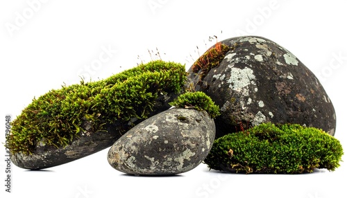 Close up of moss covered rocks against a white backdrop perfect for design