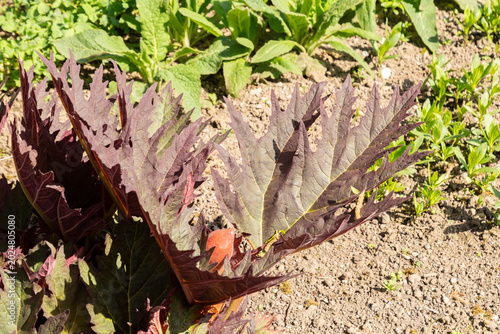 Konstfotografi Chinese rhubarb or Rheum Palmatum plant in Saint Gallen in Switzerland 11