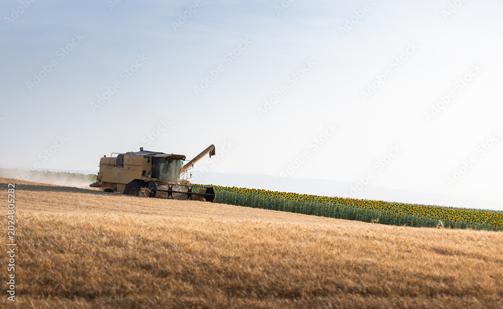 Fototapeta premium combine harvester in wheat field