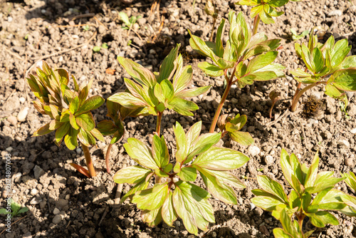 Photos Garden peony or Paeonia Officinalis Plena plant in Saint Gallen in Switzerland 11
