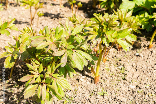 Foto Garden peony or Paeonia Officinalis Plena plant in Saint Gallen in Switzerland 11