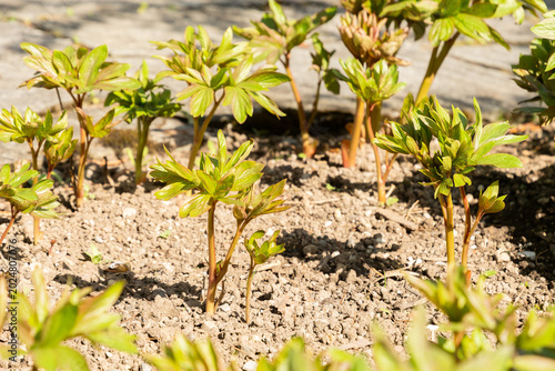 Tableau sur toile Garden peony or Paeonia Officinalis Plena plant in Saint Gallen in Switzerland 11