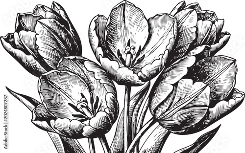 Black and white tulip flowers, vintage floral illustration, monochrome botanical drawing, line art bouquet