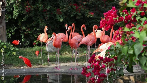 The American Flamingo, also known as the Caribbean flamingo (Phoenicopterus ruber)