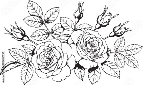 Black and white rose bouquet, floral illustration, line art flowers, botanical vector