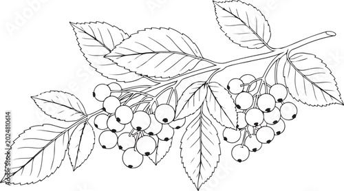 Black and white berry branch, leafy twig illustration, white background, line art, botanical vector