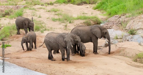 Wide shot of a breeding herd of wild African elephants digging holes in the sandy riverbank to filter and drink clean water. Unique wildlife behavior captured in Kruger National Park, South Africa