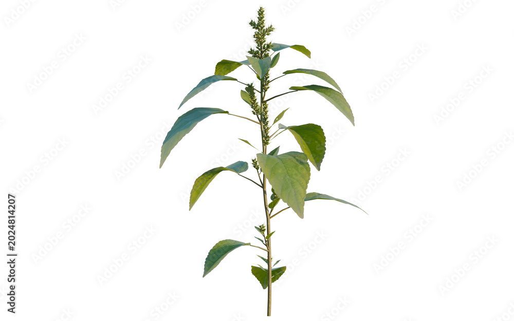 Fototapeta premium Amaranthus viridis tree, elevation, front view, cutout, transparent background, isolate, Close-up of vibrant green leaves with intricate vein patterns, nature's beauty and texture.