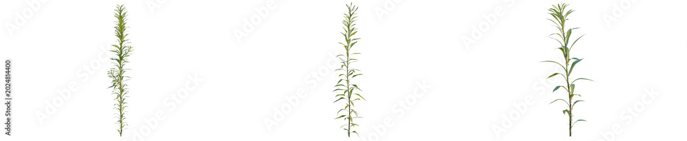 Fototapeta premium Aster subulatus tree, elevation, front view, cutout, transparent background, isolate, Vibrant green fern leaf close-up, detailed texture, natural beauty, botanical illustration, springtime.