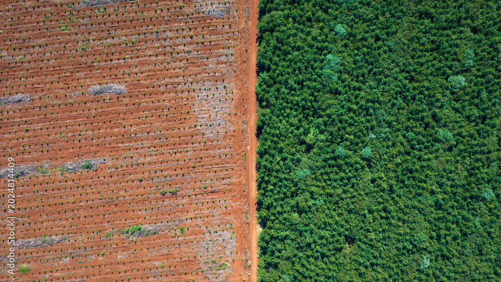Fototapeta premium Aerial Contrast Between Pine Plantation and Native Atlantic Forest in Misiones Argentina