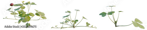 Fotografie Duchesnea indica tree, elevation, front view, cutout, transparent background, is