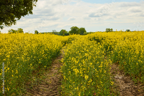 Path leading through blooming rapeseed fields
