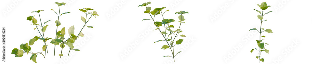 Fototapeta premium Stellaria media tree, elevation, front view, cutout, transparent background, isolate, Close-up of green leaves branch on a stem, a natural element for botanical and organic designs.