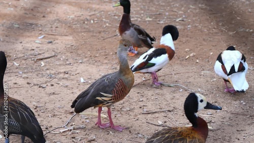 A Plumed Whistling Duck (Dendrocygna eytoni).