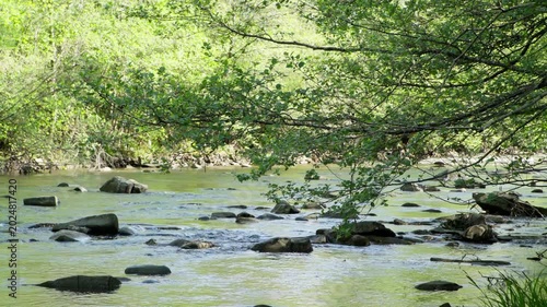 Shallow Mountain River Flowing Through Rocks Under Green Tree Branches