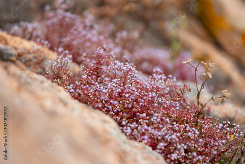 Photos Small pink flowers, Red saxifrage in Sardinia (Saxifraga, Sedum caeruleum) growi