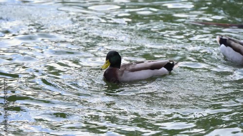 The bird shown is a Mallard, specifically a male in breeding plumage.