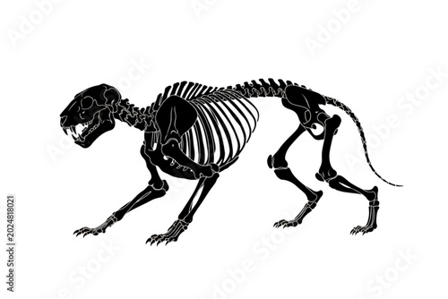 Jaguar Skeleton Anatomy: A detailed illustration of a jaguar's skeletal structure, showcasing its powerful and agile build, perfect for scientific and educational purposes.