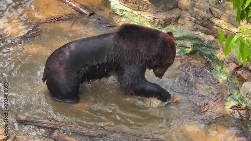 Bear plays in water in a zoo