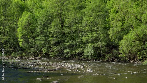 Fast Mountain River Flowing Along Dense Green Forest in Summer