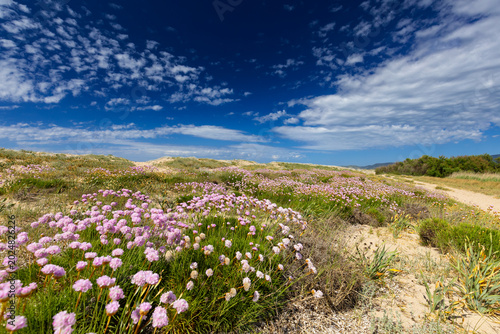 Pink flowers Armeria maritima blooming on sand dunes by the sea under a cloudy sky, Sardinia, Sassari Province, Italy - background or wallpaper