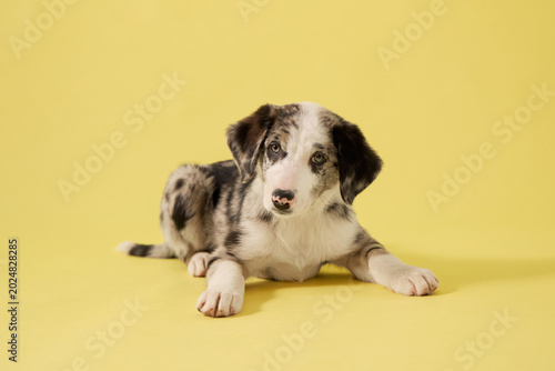 A puppy dog rests calmly on a yellow studio background. Soft posture and minimal composition create cozy commercial pet photography mood.