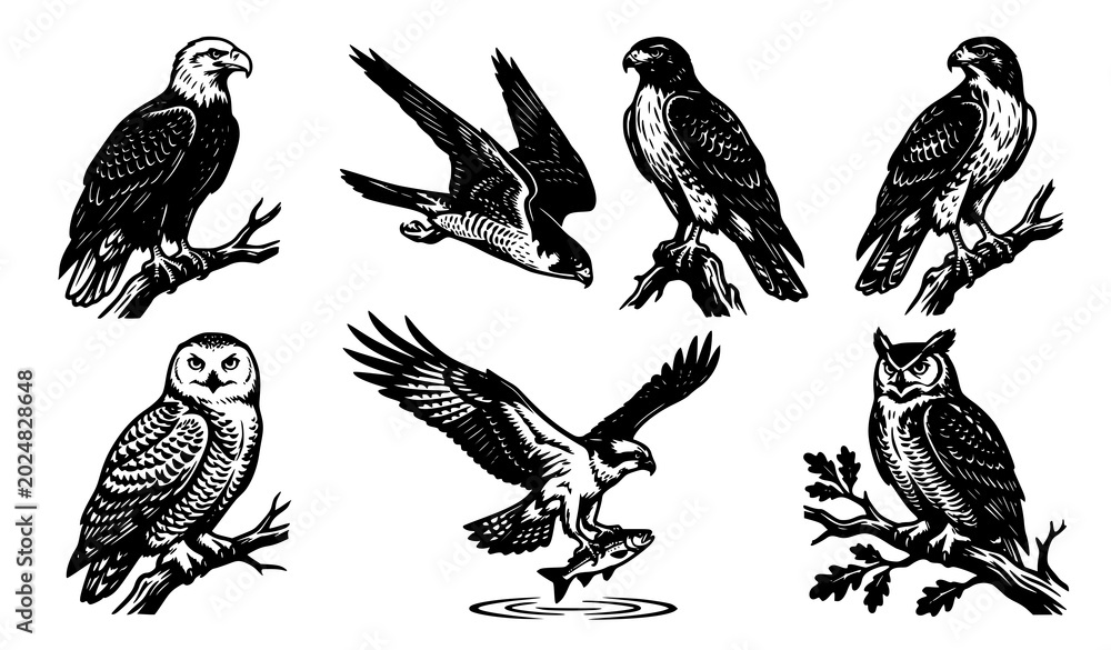 Obraz premium Majestic Birds of Prey Silhouette Vector Bundle with Eagle Hawk Falcon and Owl Designs