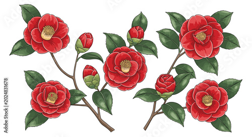 Set of camellia branches featuring vibrant red flowers and various stages of budding leaves for botanical design elements.