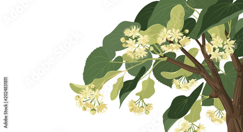 Delicate illustration of linden tree branches showing clusters of small yellow flowers and large green heart shaped leaves.