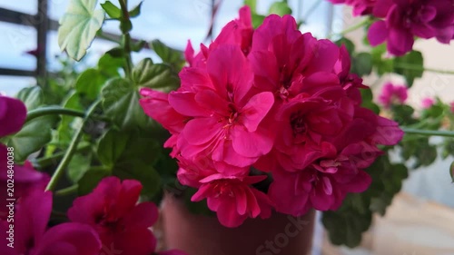 Gentle Wind Moving Red Balcony Flowers Slow Motion