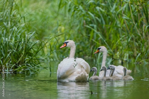 A pair of mute swans swims in the river with five of their chicks.. Mute swans in the nature habitat. Cygnus olor