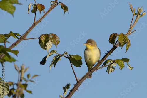 Melodious warbler (Hippolais polyglotta) perched calmly on a thorny bramble branch against a clear blue sky