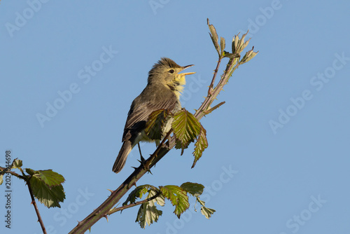 Vocalizing Melodious warbler (Hippolais polyglotta) with open beak and raised crown feathers on a bramble branch