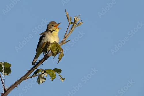 Melodious warbler (Hippolais polyglotta) singing passionately with wide open orange beak and ruffled feathers