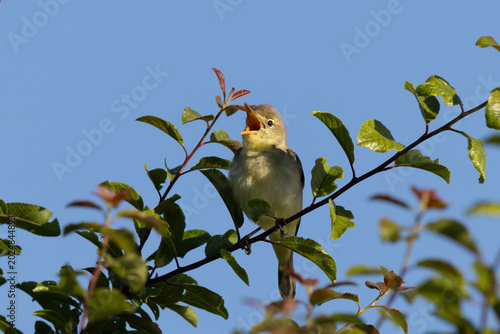 Melodious warbler (Hippolais polyglotta) singing wide open looking directly upwards on a green leafy branch