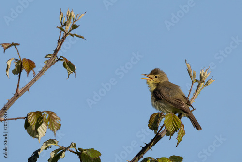 Melodious warbler (Hippolais polyglotta) performing its spring song on a blackberry branch facing left