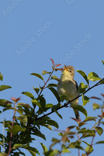 Melodious warbler (Hippolais polyglotta) perched on a young tree shoot singing towards the sky