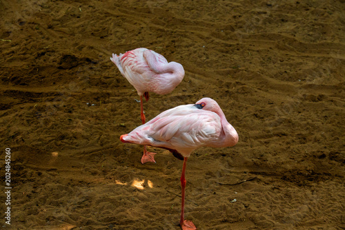 Foto two pink flamingos on the sand, with their characteristic posture standing on on