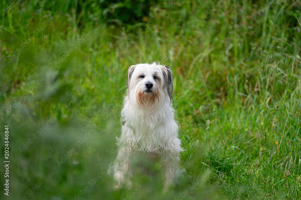 Obraz premium perro, dogs, animales