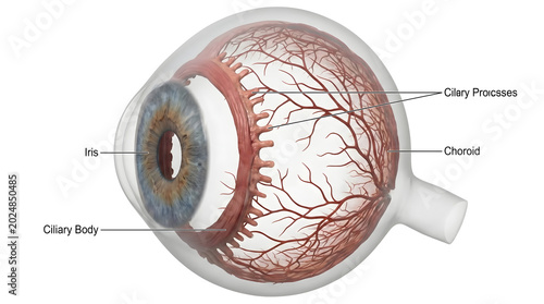 Intricate 3D medical illustration of the human eye's internal anatomy, revealing essential structures like the iris, ciliary body, and vascular choroid crucial for vision