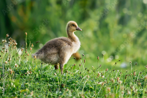 Tableau sur toile Greylag Goose Gosling On Grass - _S5B2450