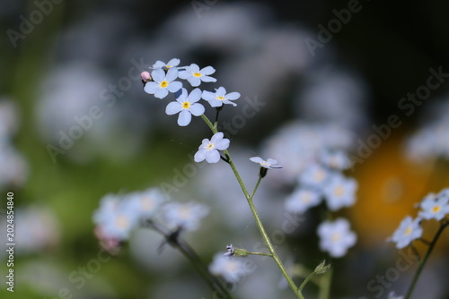 Beautiful forget-me-not (Myosotis arvensis) blue flowers in full bloom with soft natural light against a dark blurred background, close-up shot