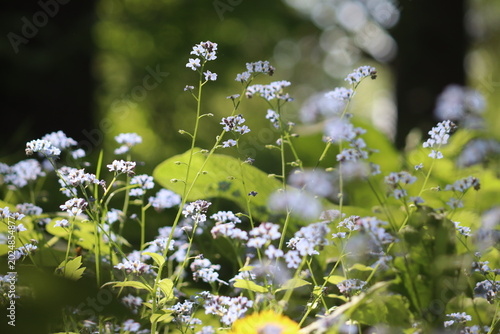 Abundant field forget-me-not (Myosotis arvensis) blue flowers growing in a lush green meadow with soft sunlight and shallow depth of field