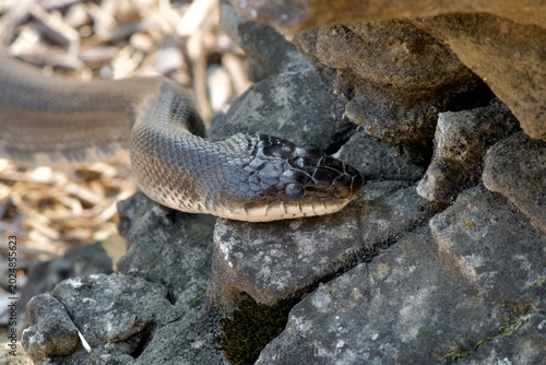 Photography Black rat snake climbing shaded rocks, close-up detail