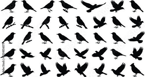 Foto bird silhouettes collection on a white background