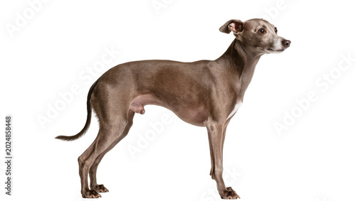 Photos Isolated Italian Greyhound dog with sleek grey coat standing elegantly in profil