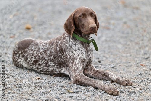 Fotografie portrait of a young german shorthaired pointer