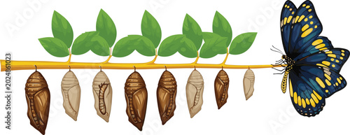 Konstfotografi Butterfly life cycle vector illustration with hanging chrysalis stages, green le