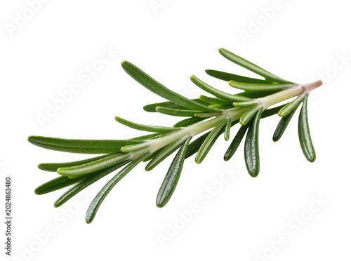 Fényképezés Isolated fresh rosemary sprig, fragrant green culinary herb, cooking spice and g
