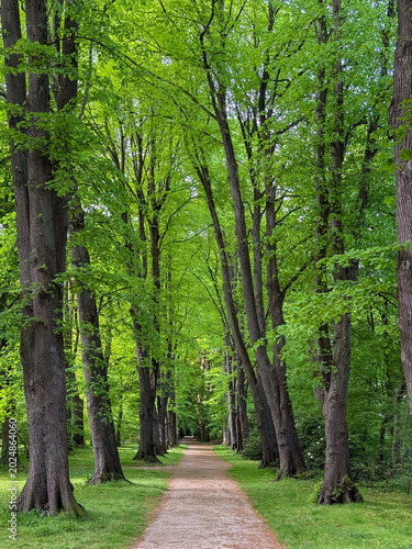 Stadtpark Bäume in frischem Grün im Mai